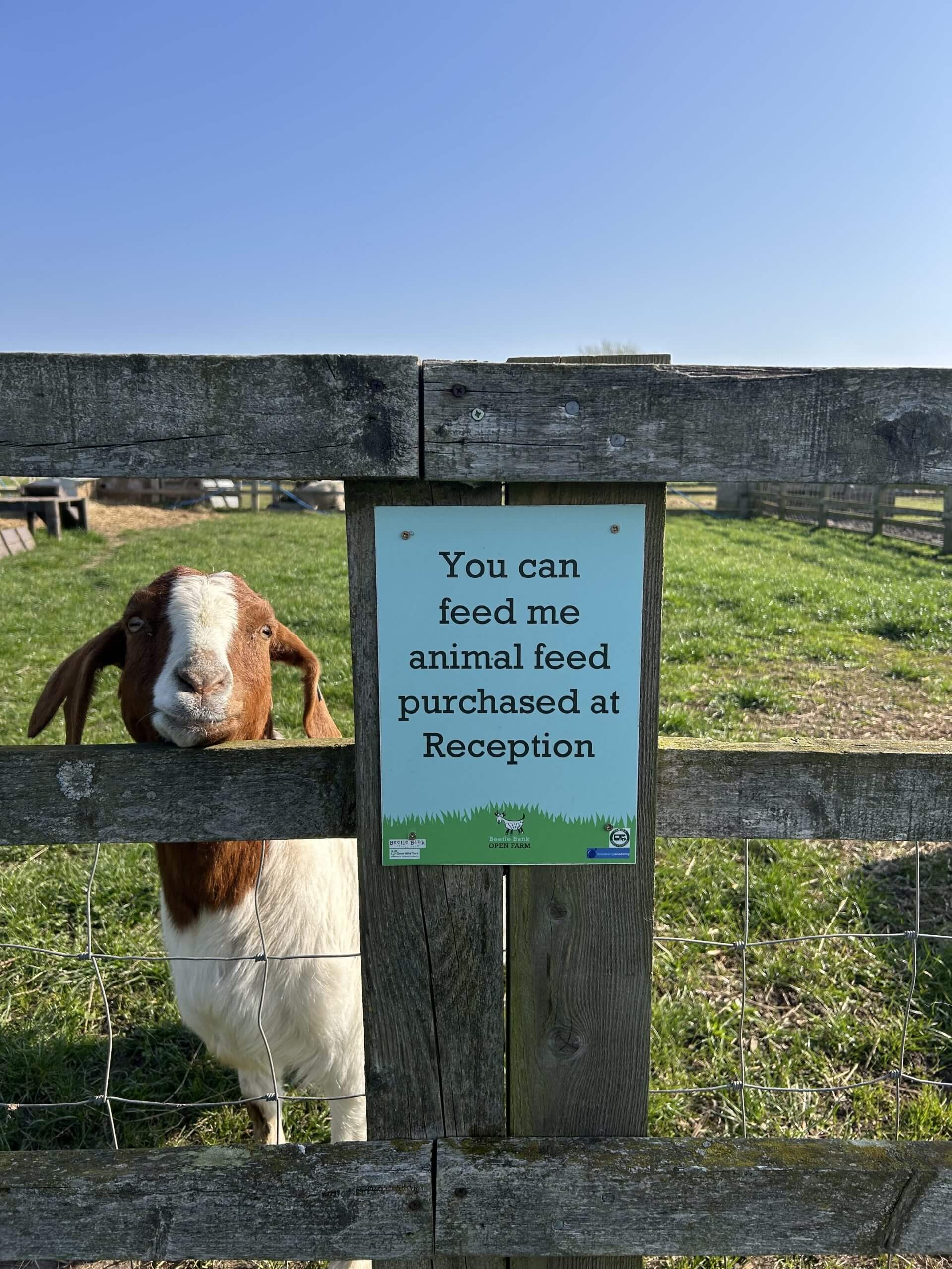 A sign reading "You can feed me animal feed purchased at Reception" nailed to a wooden fence. A brown and white goat looks hopefully at the viewer from behind it.